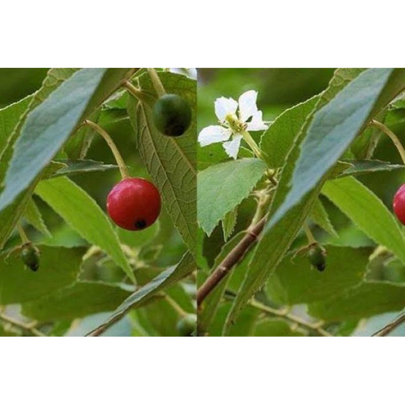 

[PER KILO]Daun Kersen/ Ceri Jawa Herbal