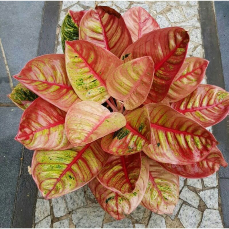 bonggol aglonema romantic love