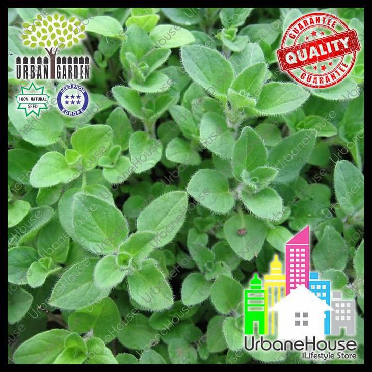 Herbs - Benih Herba Oregano Greek Import Uk Oregano Seed Benih Oregano