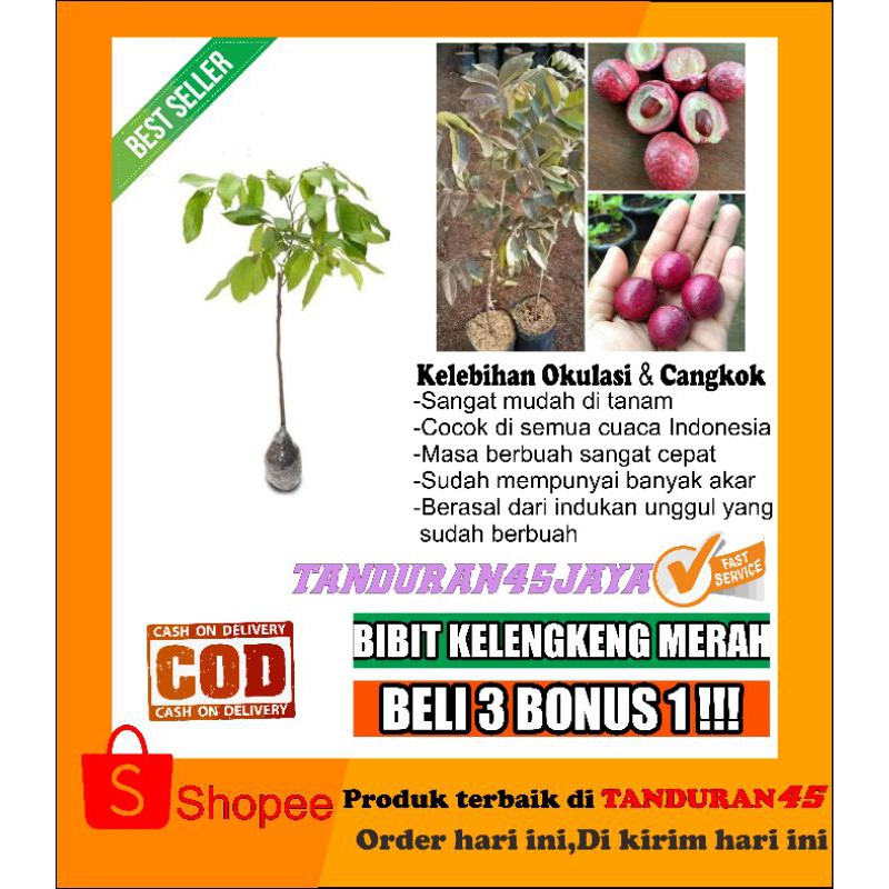 Bibit kelengkeng merah berbunga/bibit kelengkeng/bibit kelengkeng merah