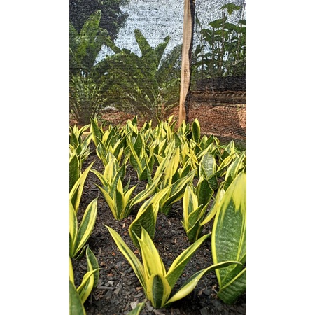 sensivera gold flame sensivera mini