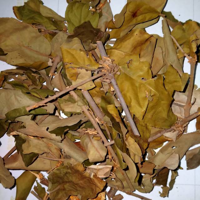 

BENALU JERUK NIPIS KERING (daun dan batang)