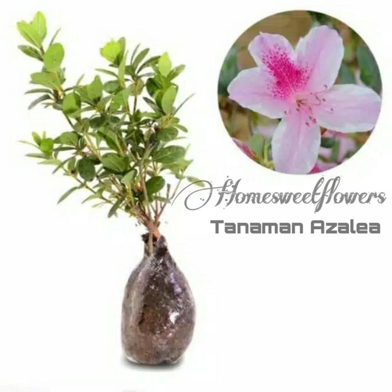 TANAMAN AZALEA TANAMAN HIAS HIDUP A GRADE PINK PUTIH, ORAGE,. RANDOM |COD| TANAMAN HIAS BERKUALITAS