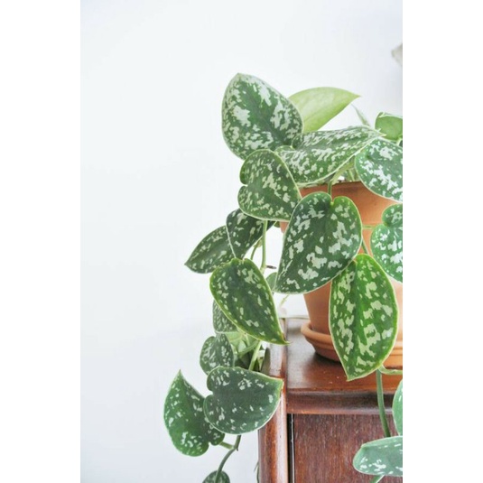 Tanaman hias bunga rambat gantung sirih scindapsus argyreus