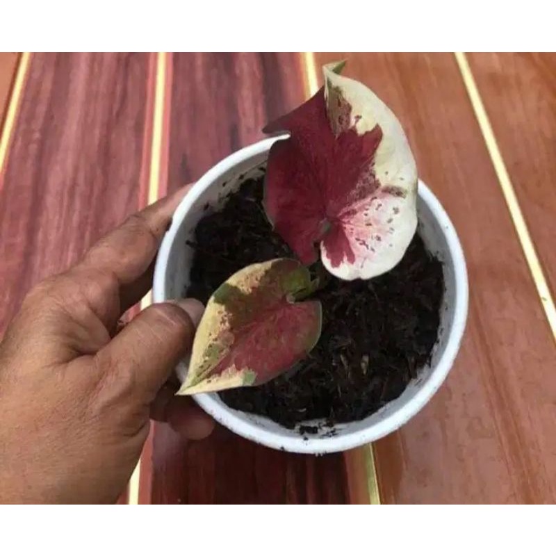caladium NPK