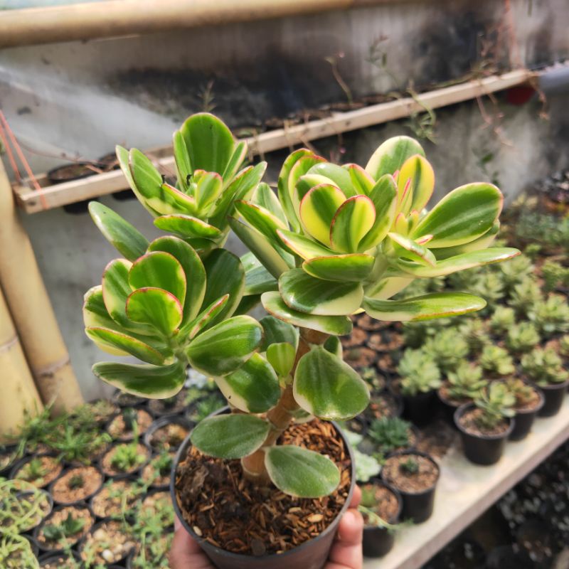 jade plant variegata bonsai
