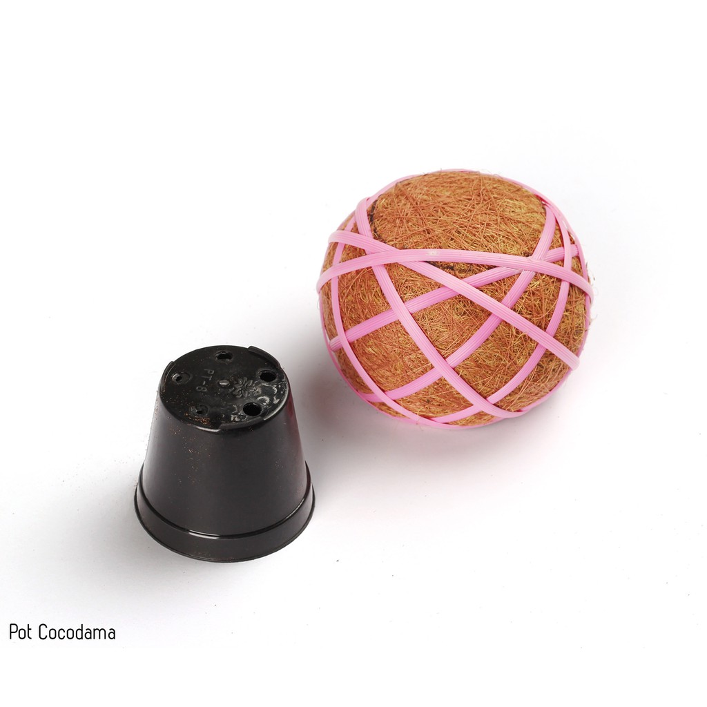 Pot Bunga Kokedama Pot Sabut Kelapa