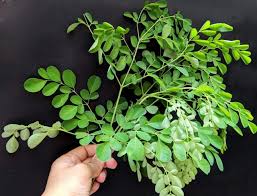 

Daun kelor segar kemasan 250 gram