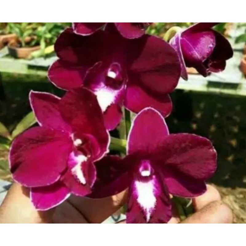 dendrobium red dewasa siap bunga