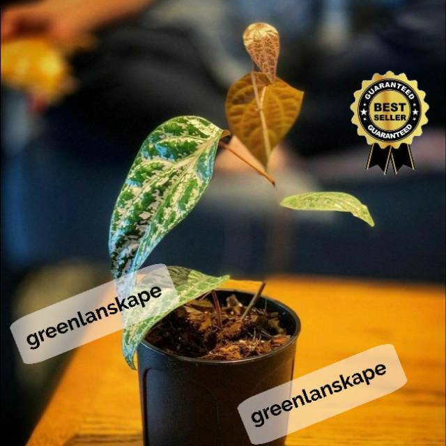 Bibit Sirih Merah Pohon Sirih Merah Bibit Daun Sirih Merah Piper Ornatum Pohon Daun Sirih Merah