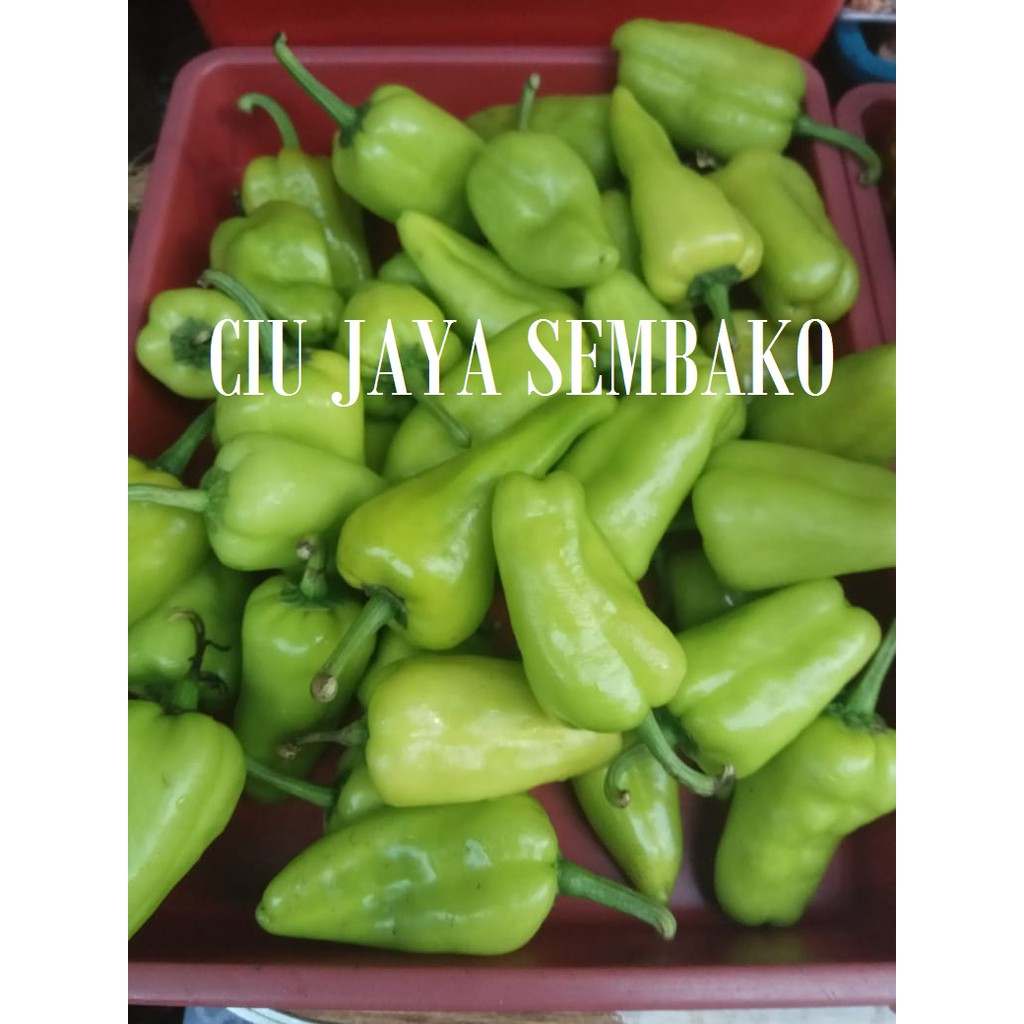 

CABE HIJAU BESAR / CABE IJO / CABE PONTIANAK / CABE KALIMANTAN