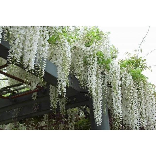 ￣ oo Bibit / Benih / Seeds Japanese Wisteria Mix Biji Wisteria Kirim Langsung｀