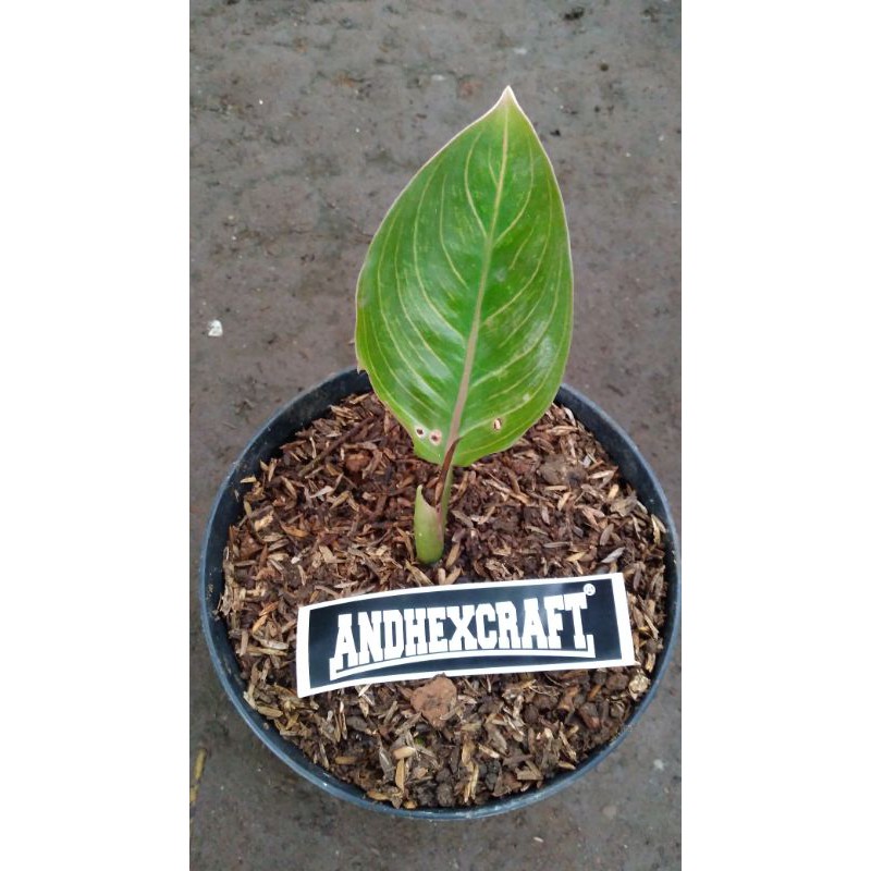 Aglonema Kresna / Black Kresna