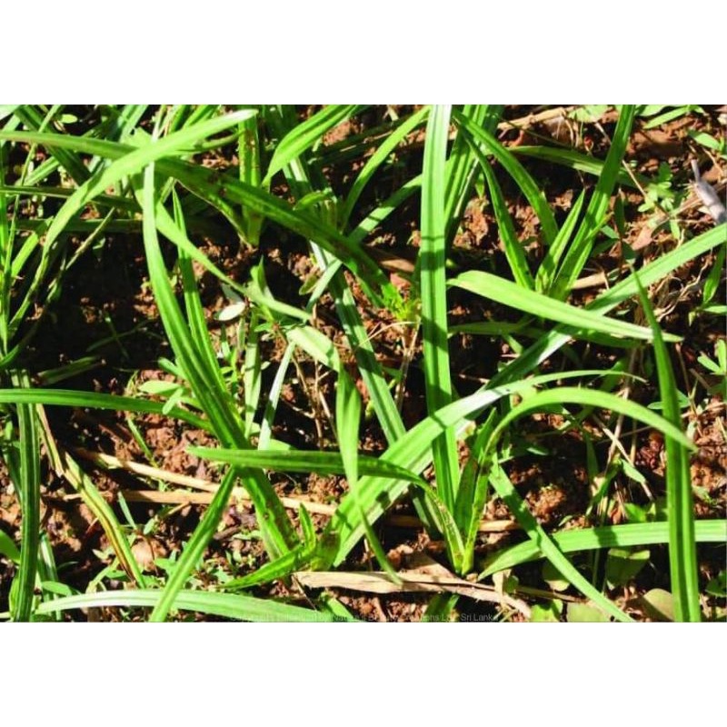 

MANFAAT..RUMPUT TEKI DAUN SAMPE AKAR 500 gram SEMARANG