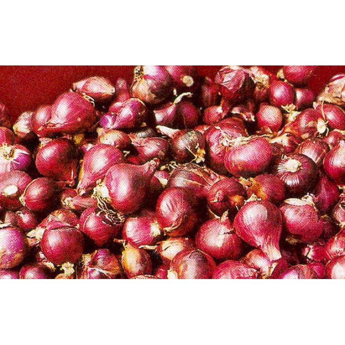 Bawang Merah Shopee Indonesia