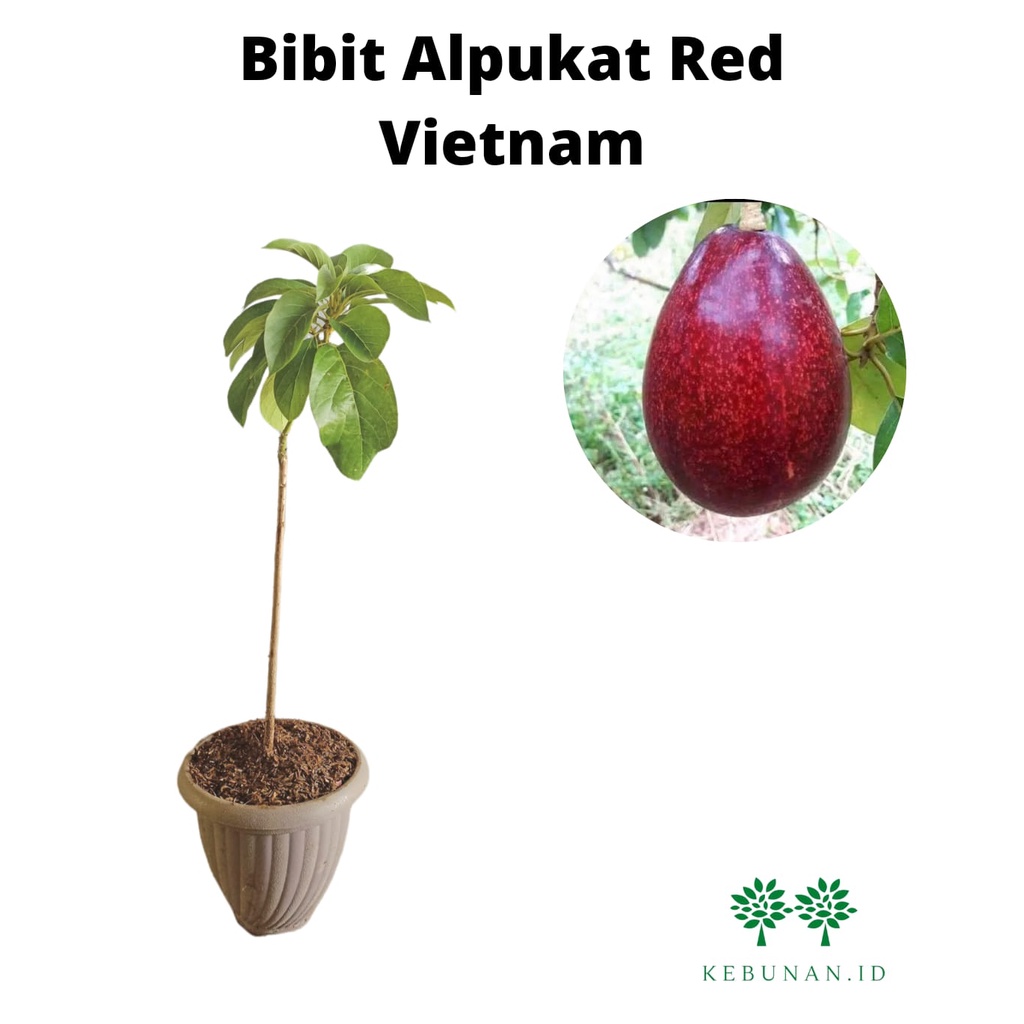 Bibit Alpukat Red Vietnam/ Tanaman Alpukat Red Vietnam
