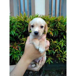 Anjing Golden Mix Border Collie Shopee Indonesia