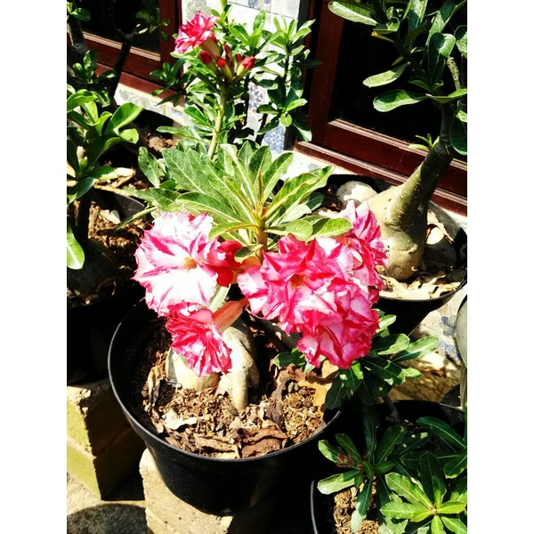 

adenium bunga tumpuk,,triple