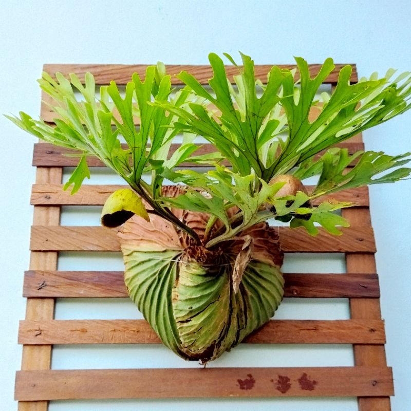 Jual Platycerium Ridleyi Ukuran Besar Indonesia Shopee Indonesia