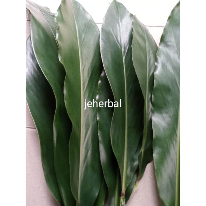 

daun walang rempah per 1kg