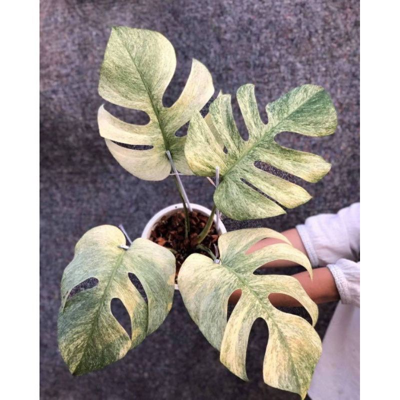 Promo bibit Bonggol monstera mint