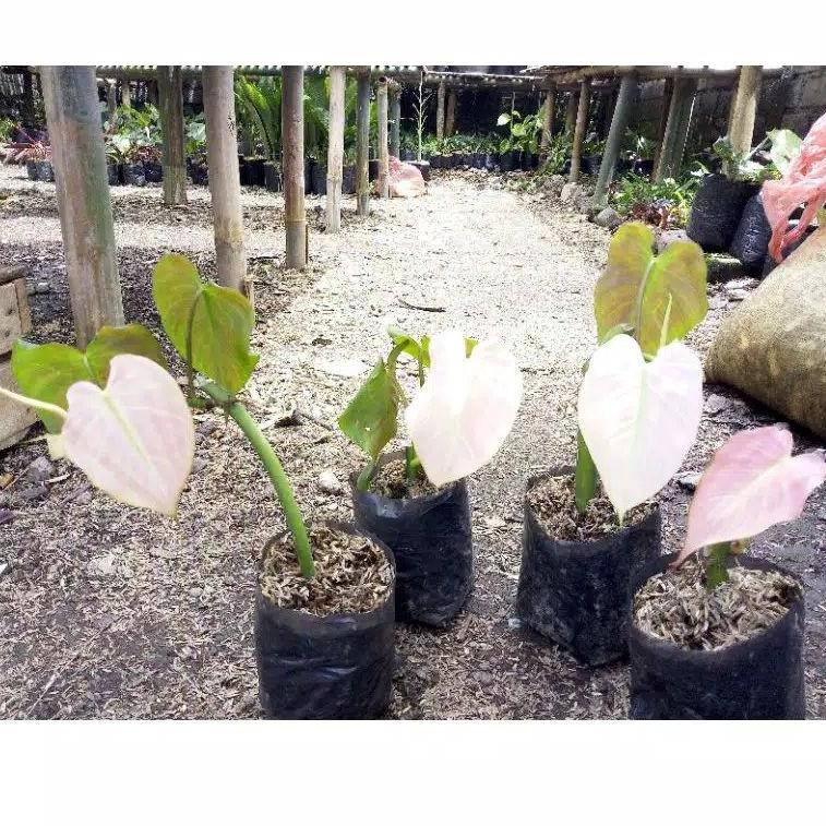 Tetap Trendϟ tanaman hias philodendron mican pink