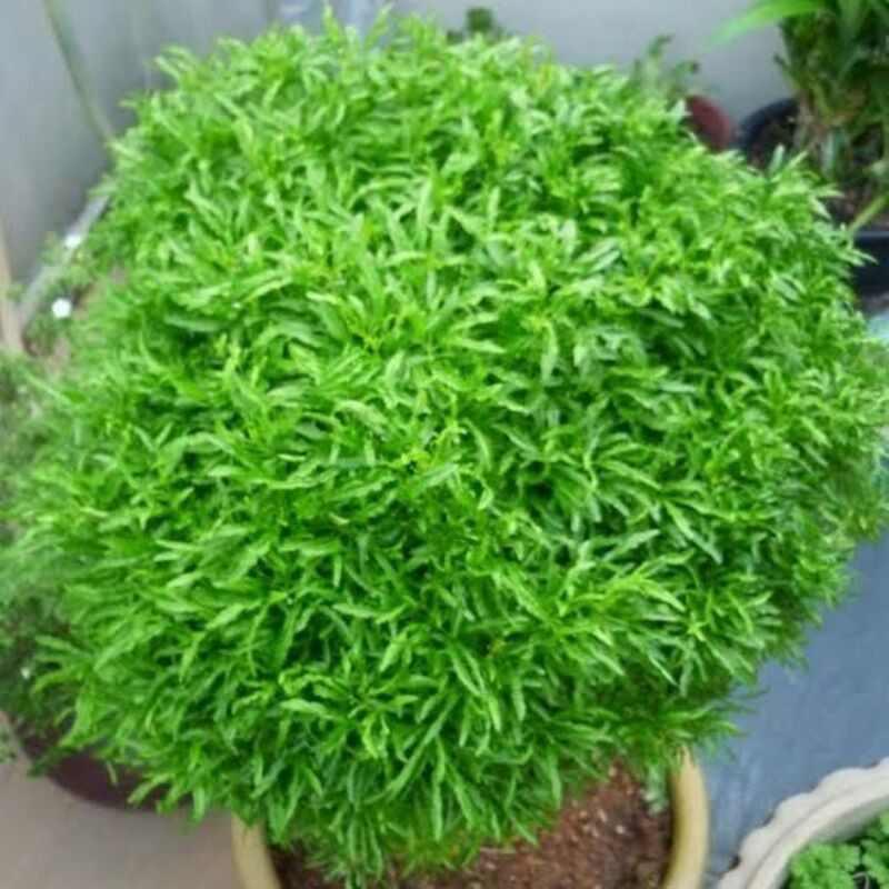 Tanaman Hias Akalipa Brokoli Hijau Shopee Indonesia