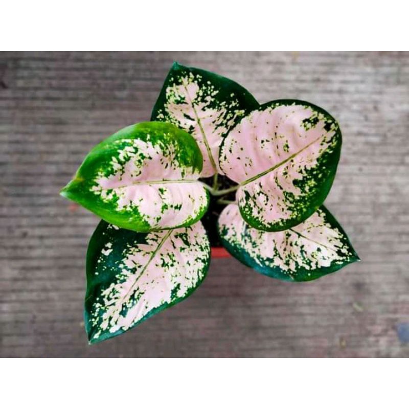 aglonema suksom white anakan baby, alam taman indah