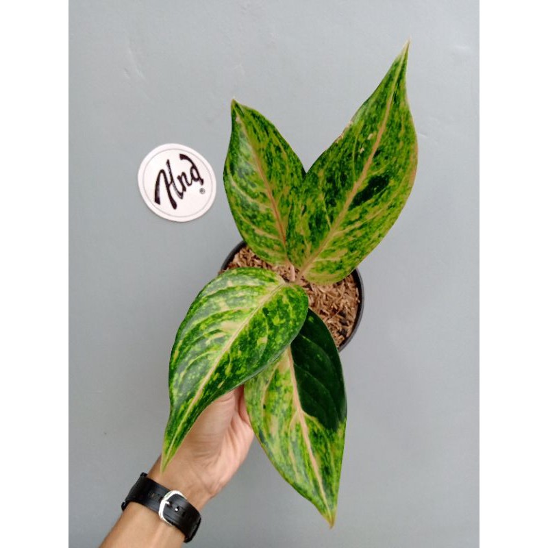 beby Aglaonema/Aglonema Inuyasha - super langka
