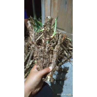 Bibit rumput odot/ bibit rumput pakan ternak