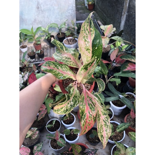 aglaonema butterfly mutasi