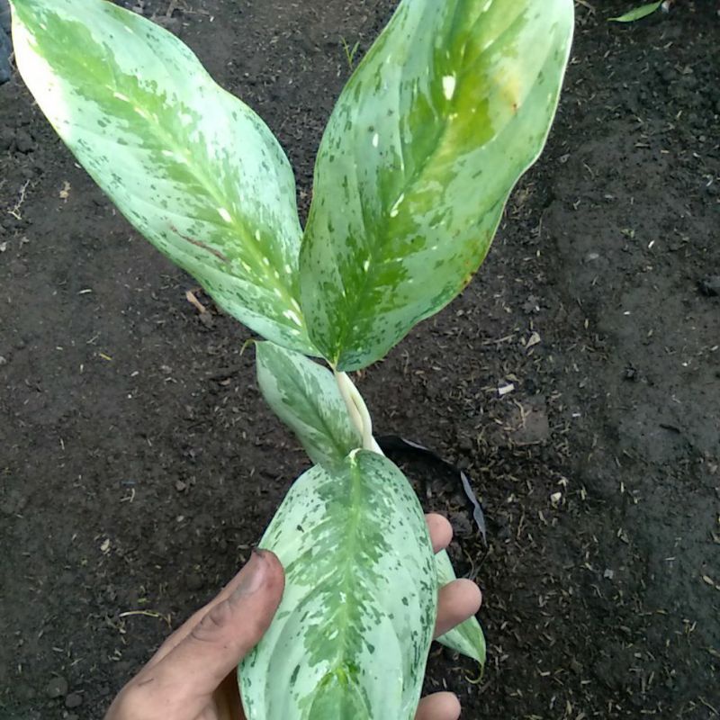 aglonema selendang putih