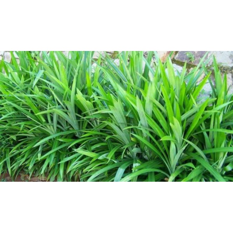 

Pandan Wangi