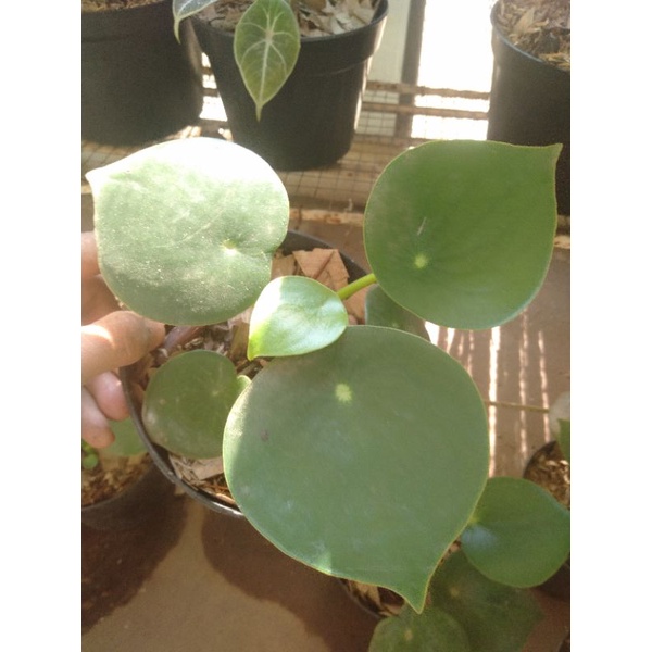 Jual Peperomia Rain Drop Hijau-peperomia Raindrop Hijau Tanaman Hias ...