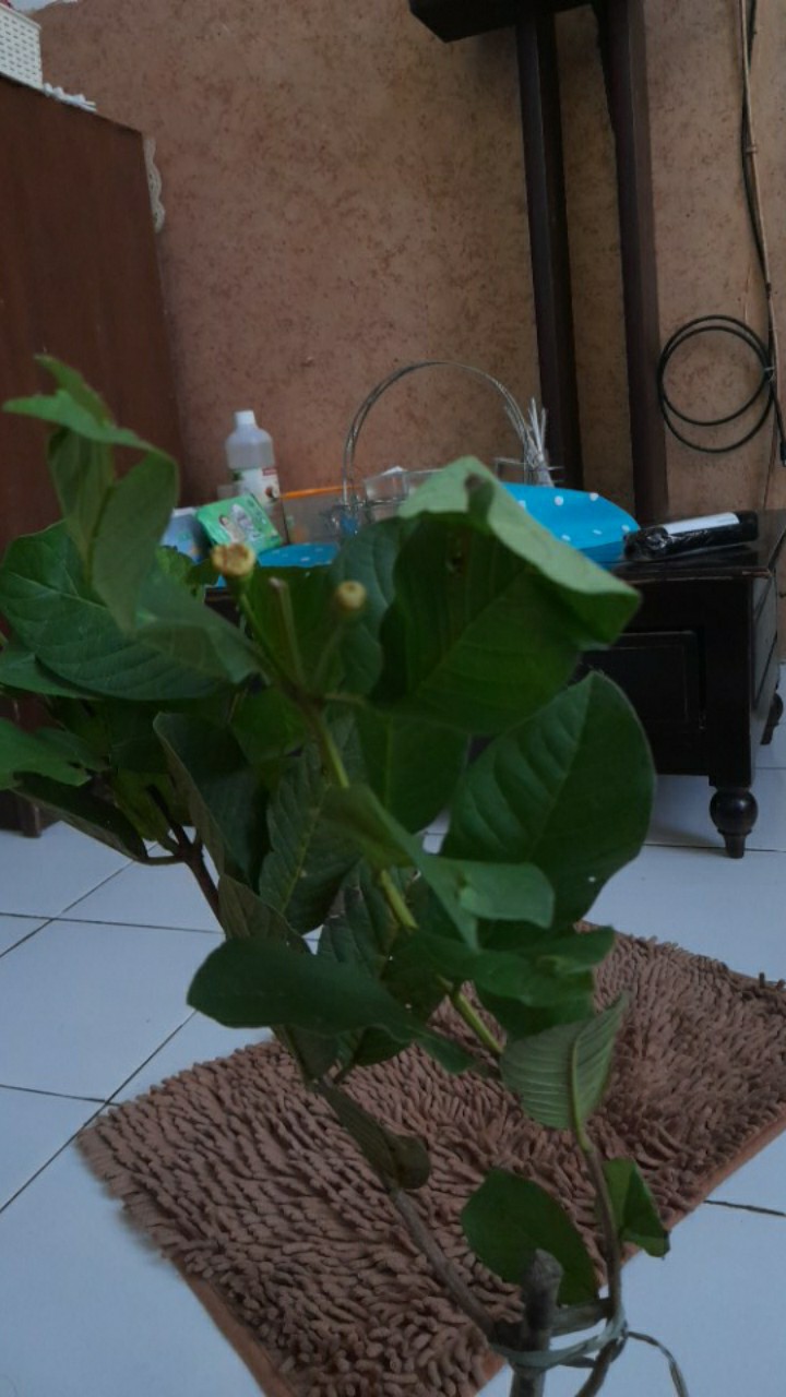 Bibit Jambu Kristal Udah Berbunga