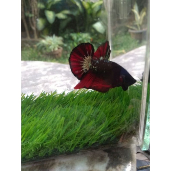 ikan cupang avatar copper top grade