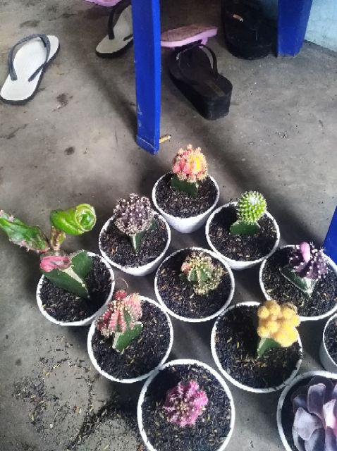 Kaktus Gymno Paket Sultan Dipot 10cm