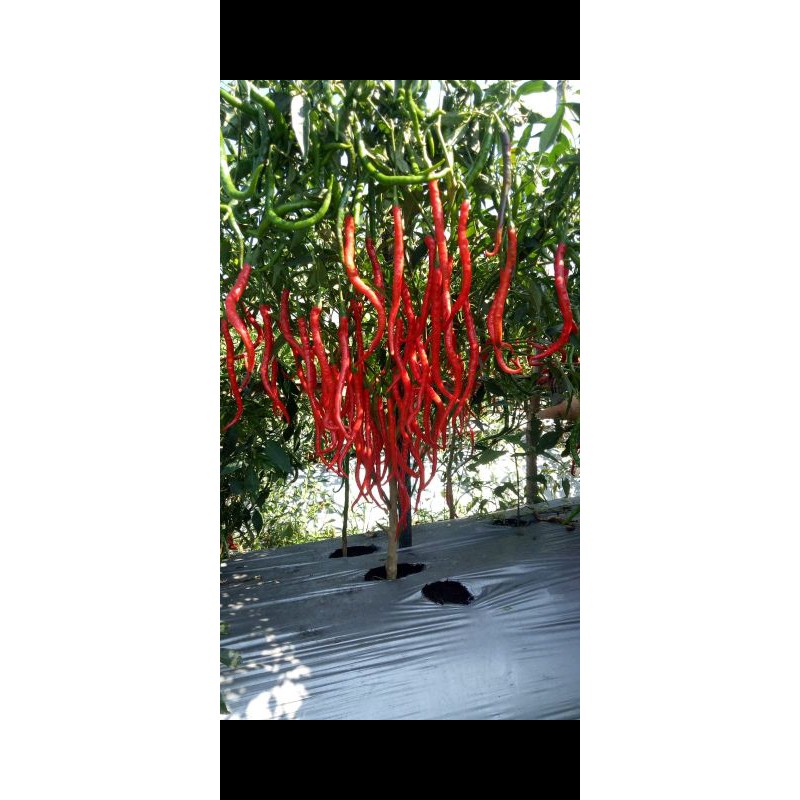 50 biji benih cabai keriting tahan virus