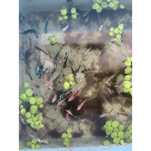 FEMALE PLAKAT FANCY HELLBOY KOI