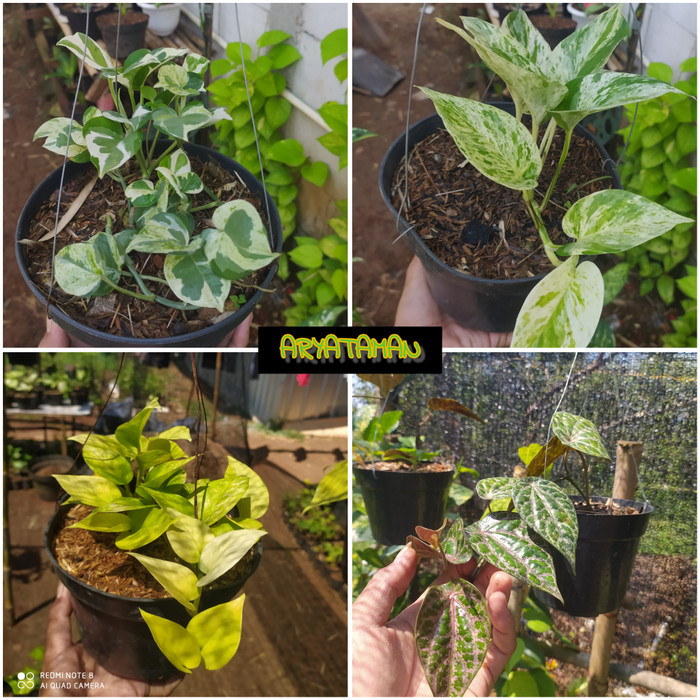 PROMO 4 PAKET TANAMAN GANTUNG | TANAMAN RAMBAT