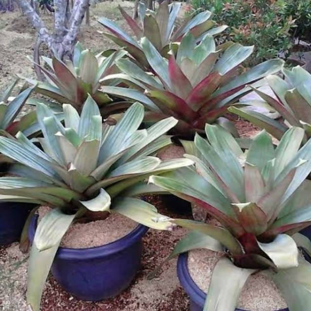Bromelia giant besar