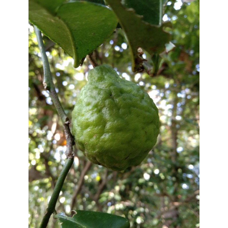 

Buah jeruk purut /biji