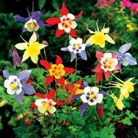 Benih Bibit Biji - Bunga Columbine Mixed Flower Seeds - IMPORT