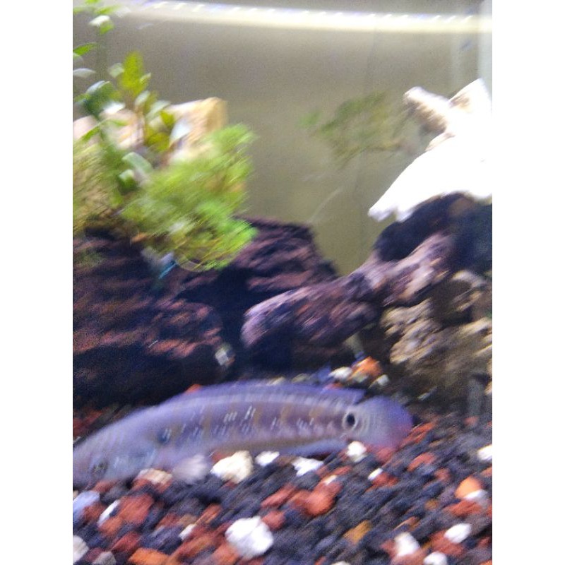 Asiatica Red Stripe -+ 12 - 13 cm