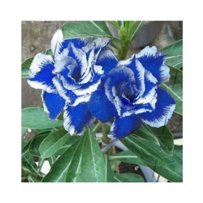 Bibit bunga Kamboja Jepang Suny day - Kamboja Adenium Bunga Biru