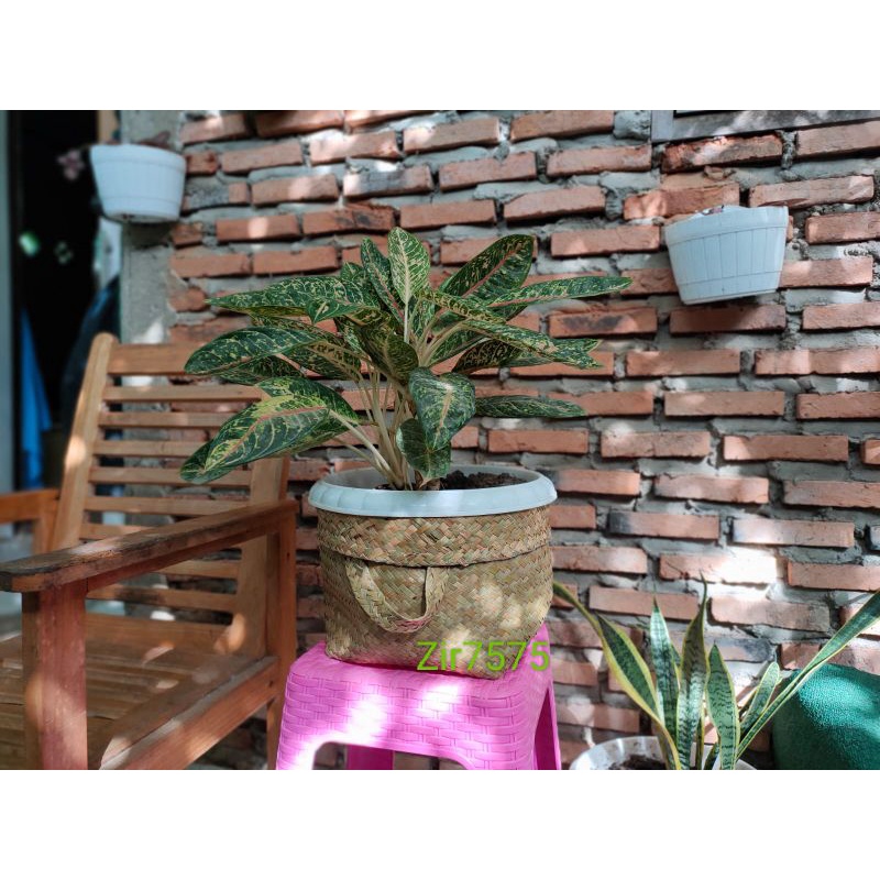 cover pot,gintingan purun,kerangjang purun, bakul purun, keranjang anyaman, anyaman, tas anyaman,tas