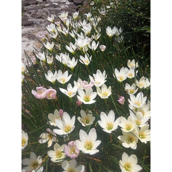 lily hujan /Rain lily