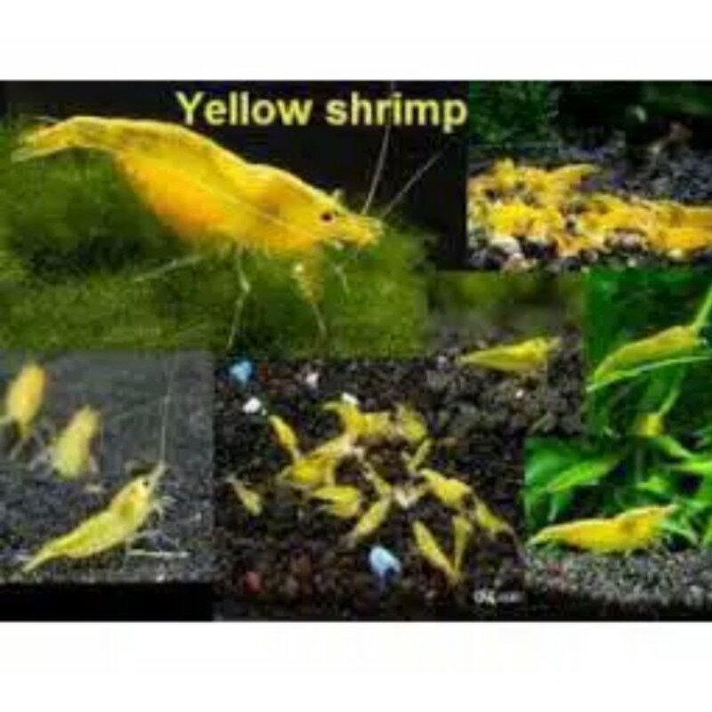 

Udang Aquascaoe yelow shrim