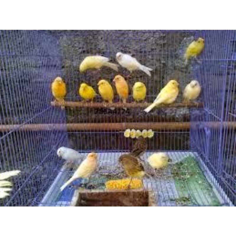 kenari bahan jamin jantan