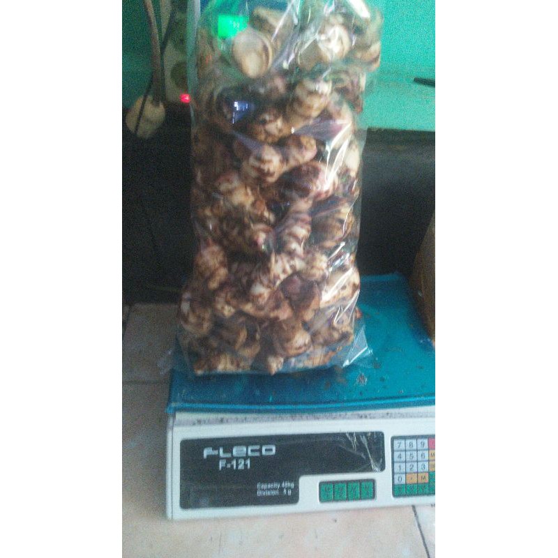 

uambi ganyong merah segar 1kg